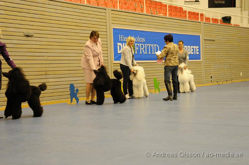 _DSC0957.JPG - Stor Pudel. Tik - Öppenklass från 15 månader.