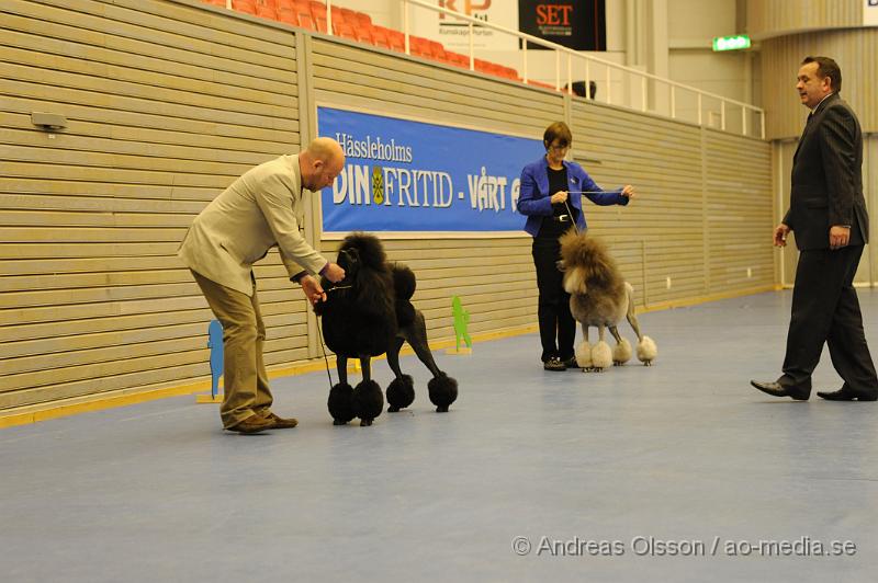 _DSC0963.JPG - Stor Pudel. Tik -Championklass.