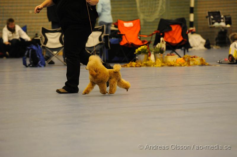 _DSC1232.JPG - Toy Pudel. Tik - Öppenklass från 15 månader.