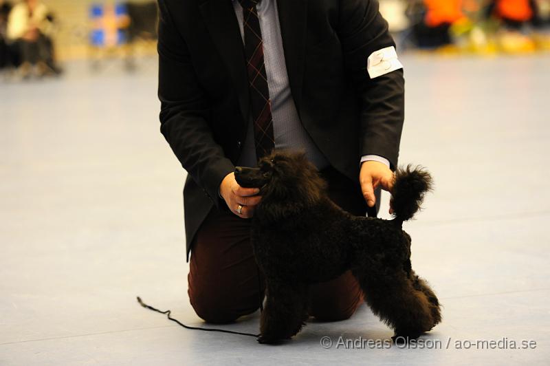 _DSC1031.JPG - Dvärg - Unghund,Junior,Valp,Öppenklass