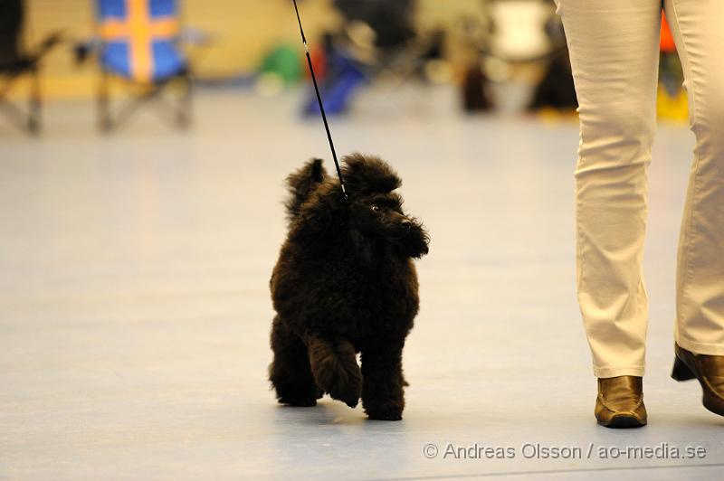 _DSC1043.JPG - Dvärg - Unghund,Junior,Valp,Öppenklass