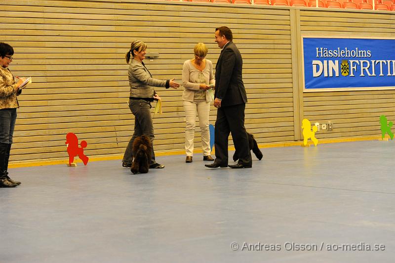 _DSC1049.JPG - Dvärg - Unghund,Junior,Valp,Öppenklass