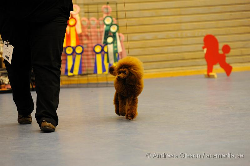 _DSC1052.JPG - Dvärg - Unghund,Junior,Valp,Öppenklass