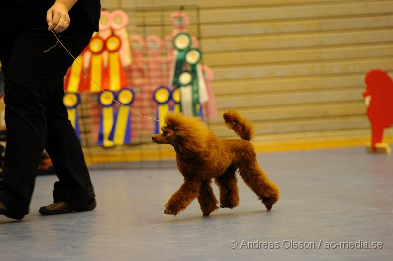 _DSC1057.JPG - Dvärg - Unghund,Junior,Valp,Öppenklass