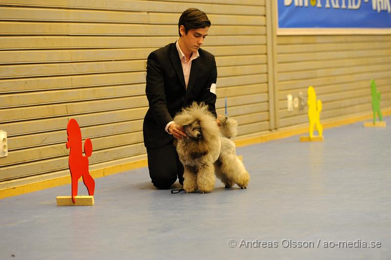 _DSC1070.JPG - Dvärg pudel. Hane - Öppenklass från 15 månader.