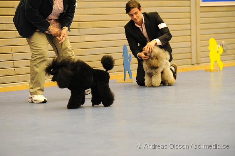 _DSC1085.JPG - Dvärg pudel. Hane - Öppenklass från 15 månader.