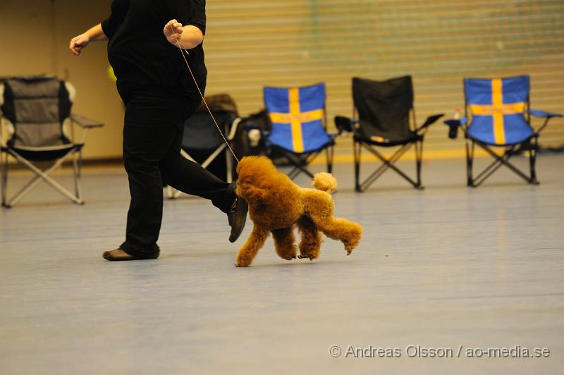 _DSC1141.JPG - Dvärg pudel. Tik - Championklass.