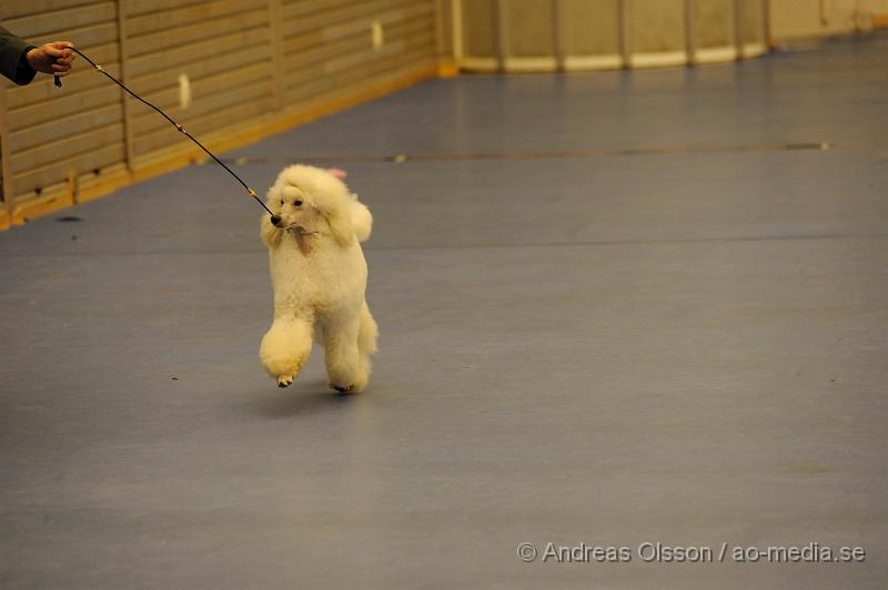 _DSC1366.JPG - Mellan pudel. Hane - Juniorklass 9-15 månader.