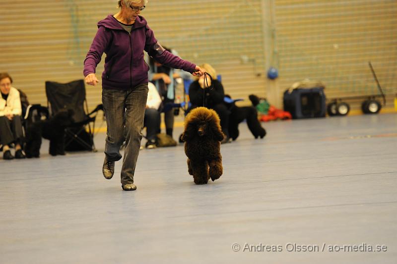 _DSC1508.JPG - Mellan pudel. Tik - Juniorklass 9-15 månader.