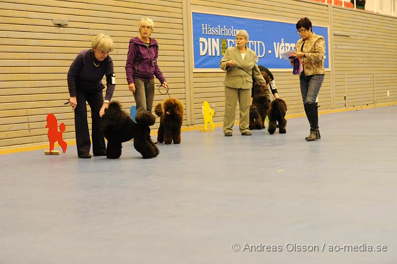 _DSC1534.JPG - Mellan pudel. Tik - Juniorklass 9-15 månader.