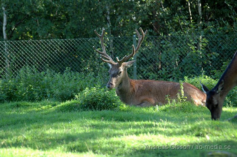 DSC_7926.JPG - Kronhjort