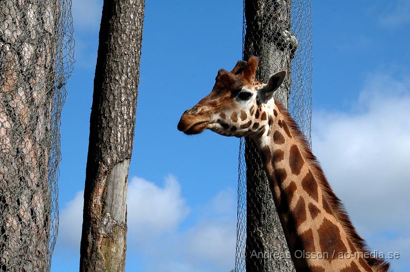 DSC_7937.JPG - Giraff