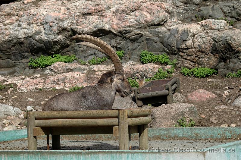 DSC_7948.JPG - Alpstensbock