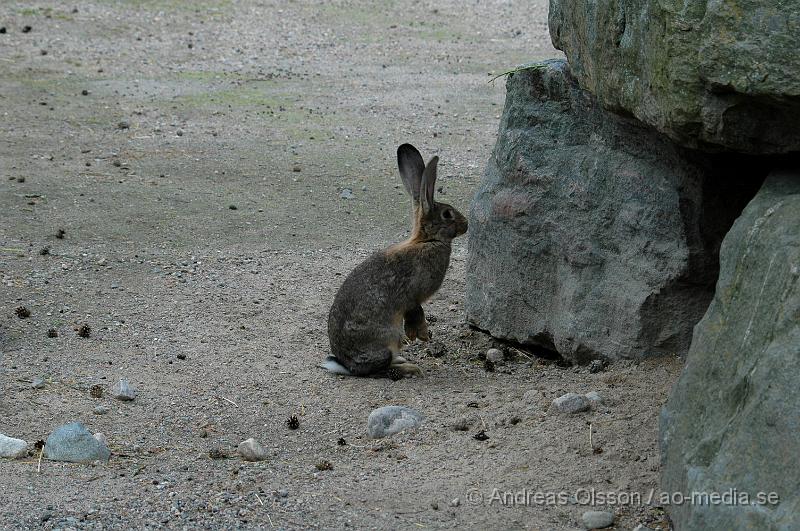 DSC_8056.JPG - Hare