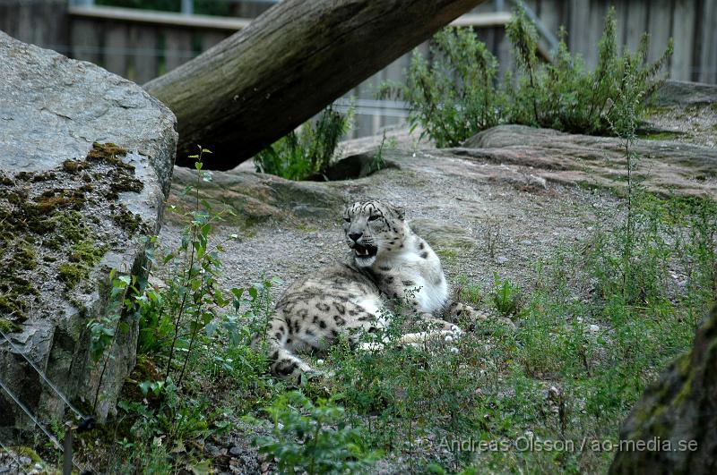 DSC_8069.JPG - Snöleopard