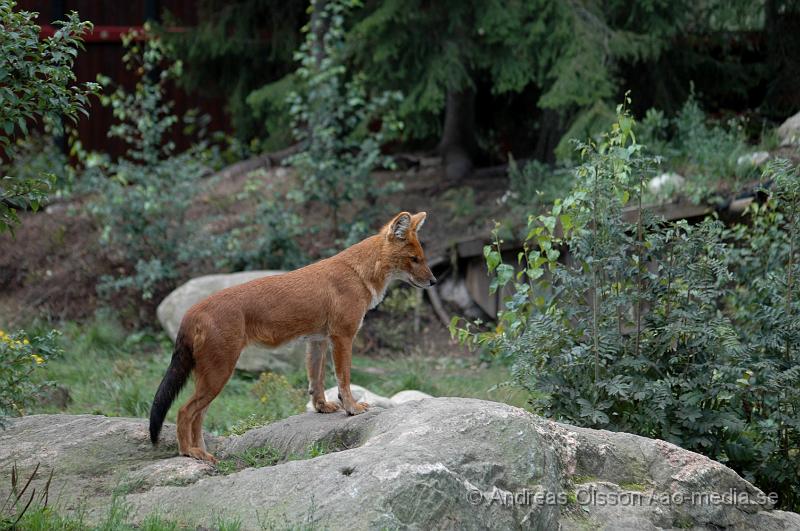 DSC_8140.JPG - Dhole (asiatisk vildhund)