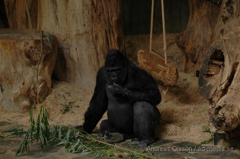 DSC_8160.JPG - Gorilla